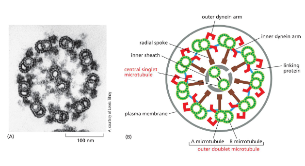 <p>same structure.&nbsp;</p><p>lung cells, sperm cells, single-celled organisms like paramecium, etc</p><p>one long flagella vs many tiny cilia</p><p>same organization — arrangement of microtubules. </p>