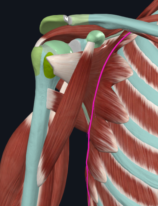 <p>What nerve is this</p>