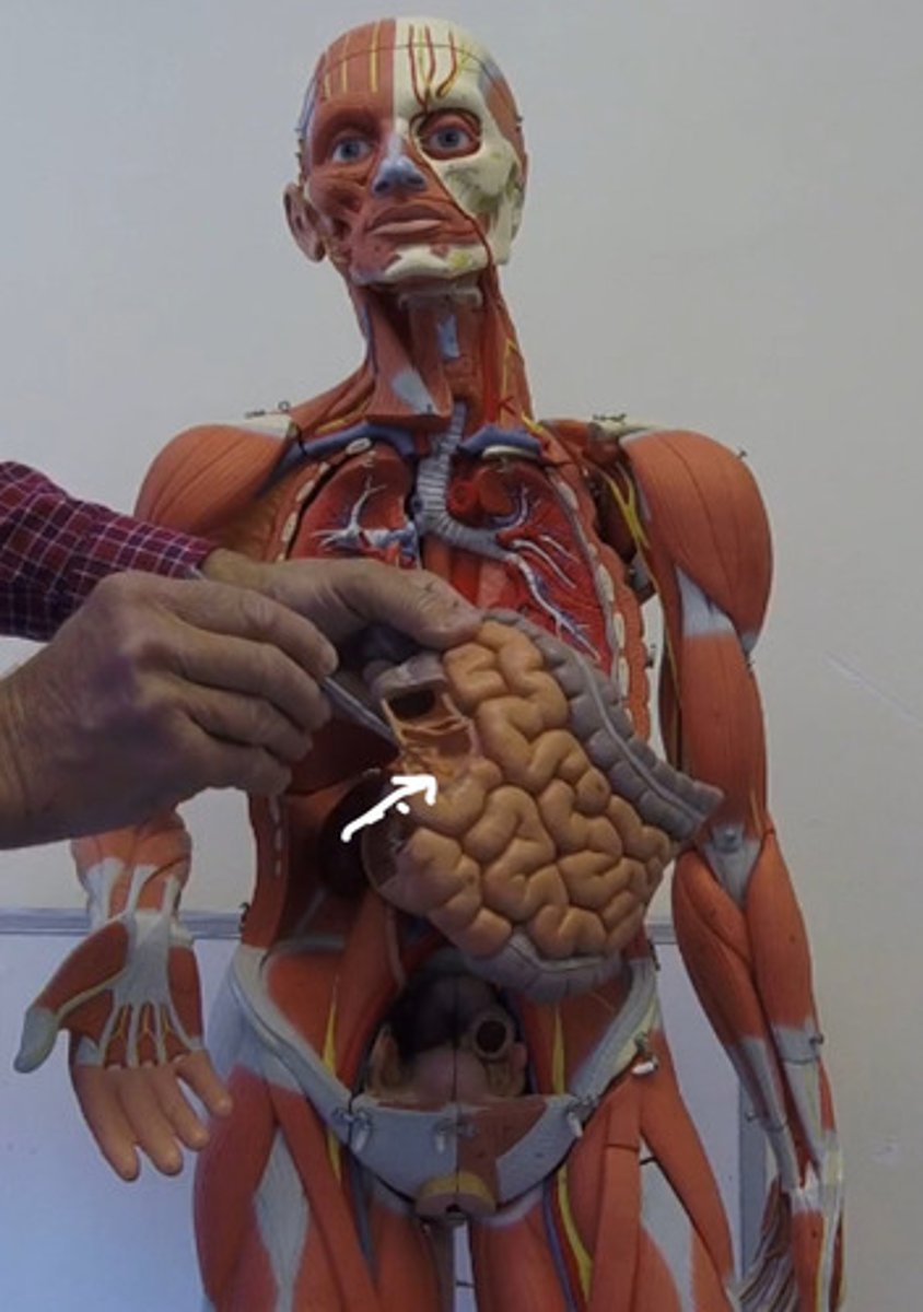 knowt flashcard image