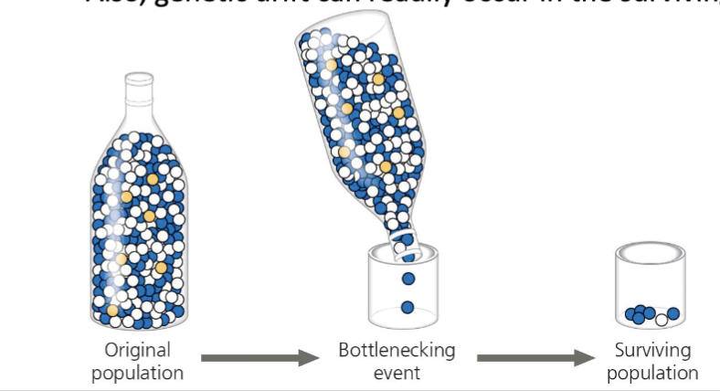 <ul><li><p>an example of genetic drift</p></li><li><p>a sudden change in thee environment that randomly kills a large number of individuals (and the alleles they carry)</p><ul><li><p>it is random which individuals die and which survive (has nothing to do with survivability)</p></li></ul></li><li><p>this can drastically alter the population’s allele frequency</p></li></ul><p></p><ul><li><p>fires, floods, volcanic eruptions, deep freezes, etc, can all be bottlenecking events</p></li></ul><p></p>