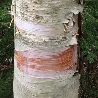 <p>mountain paper birch, Betula cordifolia, Betulaceae</p>