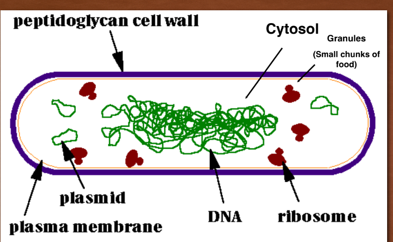 <p>not membrance bound organelle</p><p>have plasmids </p><p>have peptidoglycan in their cell wall </p>