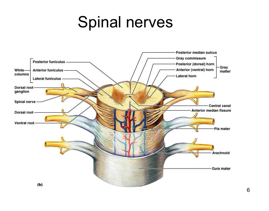 <ul><li><p>12 pairs of cranial nerves (brain)</p></li><li><p>31 pairs of spinal nerves</p></li><li><p>Pairs because two sides of body, hemispheres of brain, spinal cord</p></li></ul><p></p>