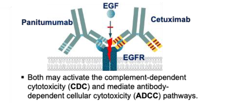 <p>What two monoclonal antibodies inhibit cancer growth by <strong><em><mark data-color="yellow" style="background-color: yellow; color: inherit"><u>blocking the epidermal growth factor receptor (EGFR)</u></mark></em></strong>?</p>