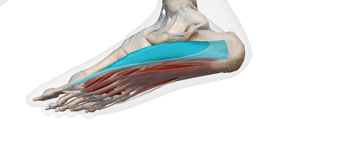 <p>Label the muscle</p>