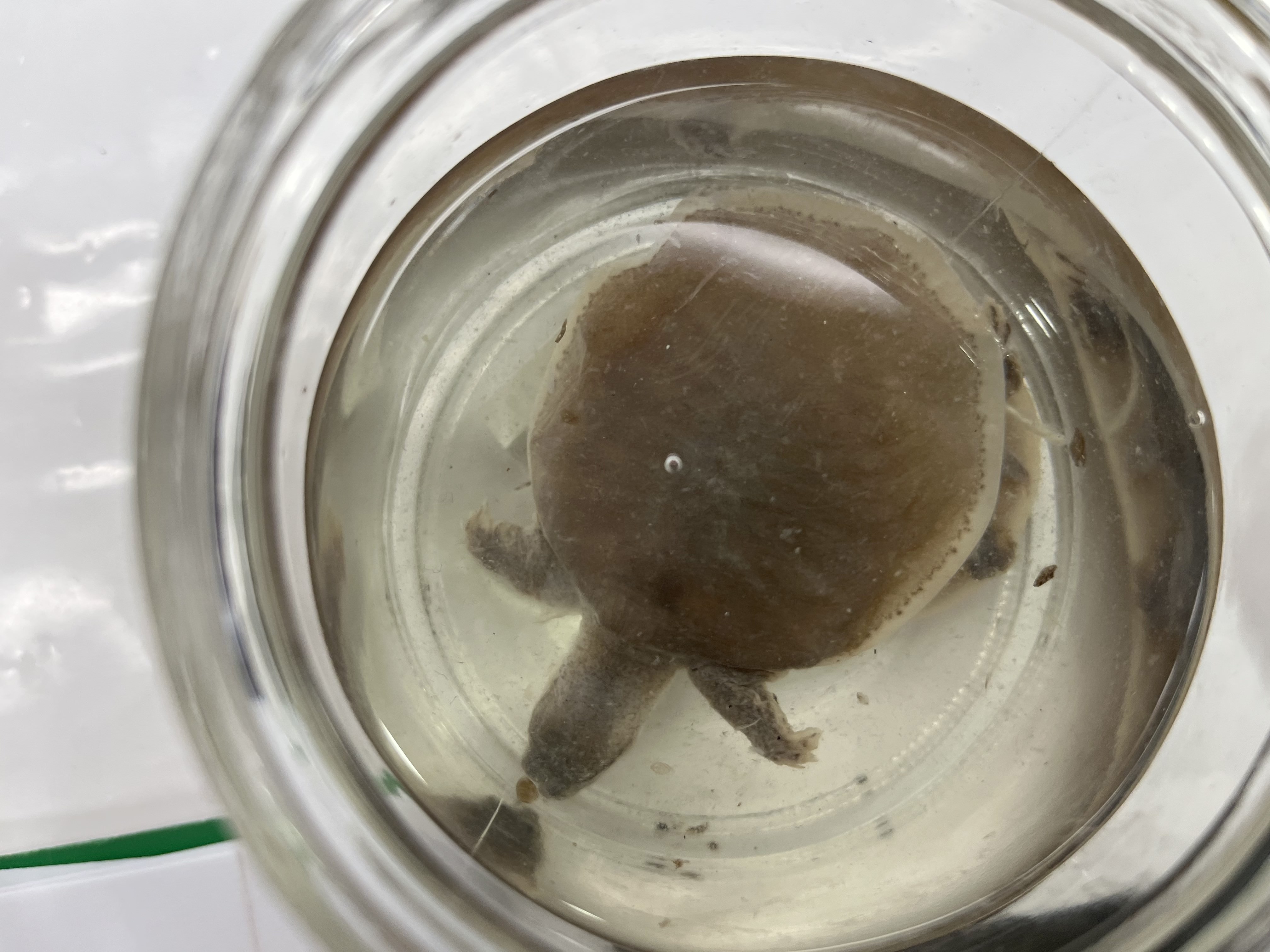 <ul><li><p>small</p></li><li><p>light brown</p></li><li><p>white rimmed shell</p></li><li><p>pointy nose with pig nose</p></li></ul><p></p>