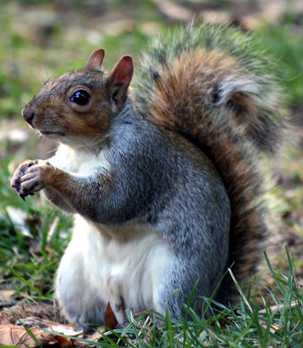 <p>squirrel</p>