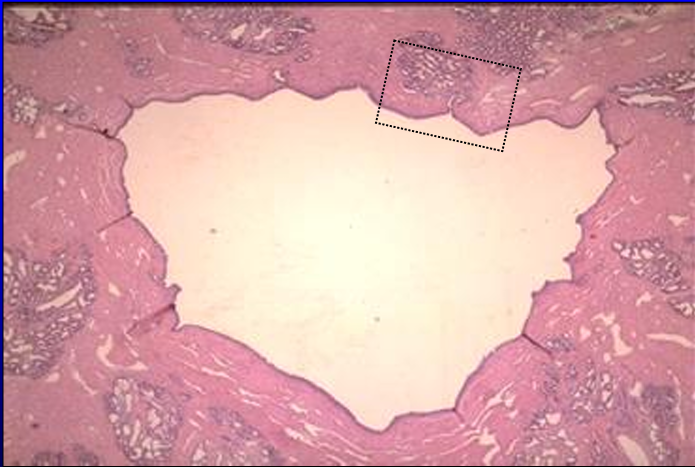 <p>Identify the structure:</p><p>Specie:</p>