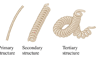 <p>The overall 3D shape of the protein that results from the interactions between amino acid side chains</p><ul><li><p>The shape can be compared to a phone chain&nbsp;</p></li></ul><p></p>