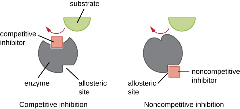 <ul><li><p>chemicals that interfere/inhibit enzyme activity; function reduced or completely gone</p></li><li><p><strong>competitive inhibition</strong> → inhibitor blocks binding of substrate; substrate <u>competes </u>for active site; <em>can be reversed by having excess substrate → out competes it</em></p></li><li><p><strong>noncompetitive inhibition </strong>→ inhibitor binds to the enzyme at the allosteric site which causes the active site to change shape, preventing substrate binding</p></li><li><p>can be intentional to control cellular metabolism (chem RXNS in cell) → see notes 5 diagram <strong>KNOW → </strong>negative feedback loop</p></li><li><p>can also be accidental ex. cyanide + hemaglobin</p></li></ul><p></p>