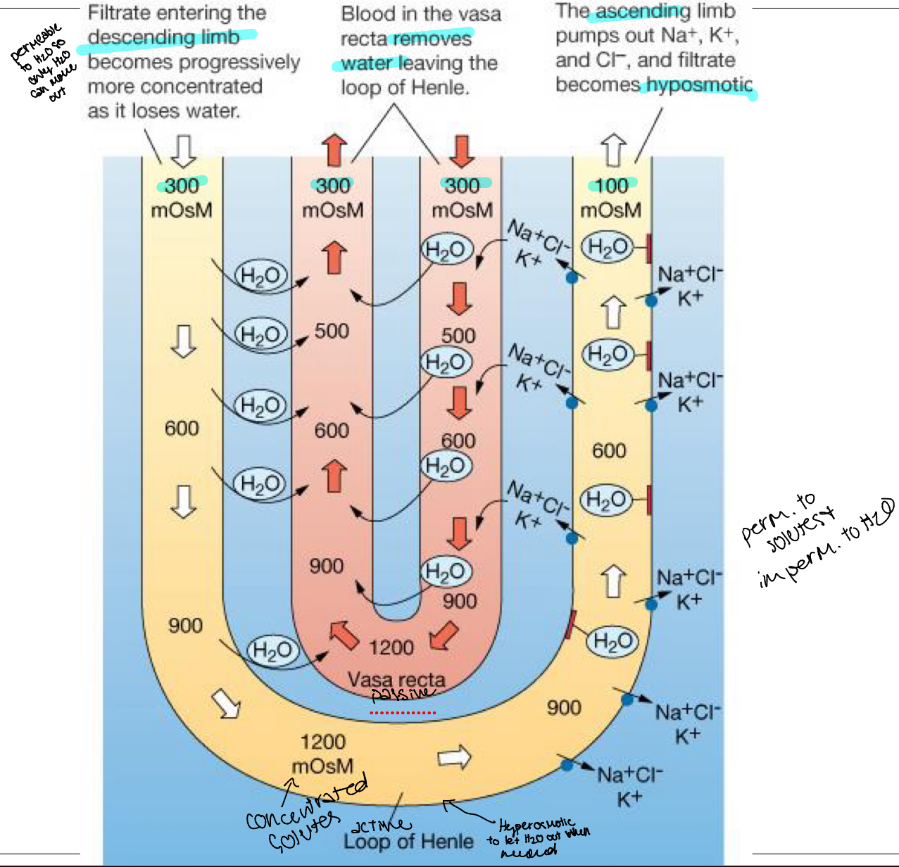 knowt flashcard image