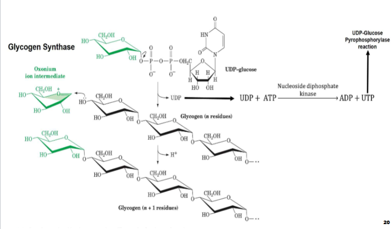 <ul><li><p><span style="color: rgb(0, 0, 0);">I. Bc UTP hydrolysis drives this process, liberated UDP from glycogenin &amp; glycogen synthase reactions must be reconverted to</span><span style="color: rgb(0, 0, 0);"><br></span><span style="color: rgb(0, 0, 0);">UTP</span></p><ul><li><p><span style="color: rgb(0, 0, 0);">A. <strong>Nucleoside diphosphate kinase</strong> uses ATP to phosphorylate these UDP molecules to produce UTP &amp; ADP</span></p></li></ul></li></ul><p></p>