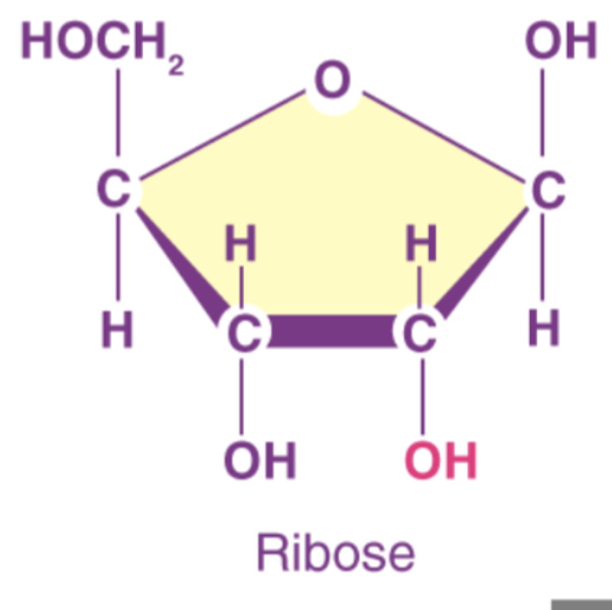<p>gives RNA a relative instability that makes it more suitable for its more short-term functions</p>