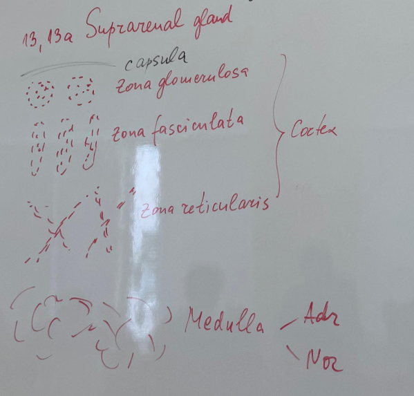 <p>13) glandula suprarenalis - HE</p><p></p><p><strong>Cortex</strong> (3 Zones):</p><ol><li><p class="ds-markdown-paragraph"><strong>Zona Glomerulosa</strong> (Outer):</p><ul><li><p class="ds-markdown-paragraph"><strong>Small, clustered cells</strong> (mineralocorticoids → aldosterone).</p></li></ul></li><li><p class="ds-markdown-paragraph"><strong>Zona Fasciculata</strong> (Middle):</p><ul><li><p class="ds-markdown-paragraph"><strong>Large, lipid-rich cells in columns</strong> (glucocorticoids → cortisol).</p></li></ul></li><li><p class="ds-markdown-paragraph"><strong>Zona Reticularis</strong> (Inner):</p><ul><li><p class="ds-markdown-paragraph"><strong>Dark, compact cells in nets</strong> (androgens).</p></li></ul></li></ol><p><strong>Medulla</strong>:</p><ul><li><p class="ds-markdown-paragraph"><strong>Chromaffin cells</strong> (secrete <strong>epinephrine/norepinephrine</strong>).</p></li><li><p class="ds-markdown-paragraph"><strong>Large, pale-staining cells</strong> with granular cytoplasm.</p></li><li><p class="ds-markdown-paragraph"><strong>Central adrenomedullary vein</strong> (thin-walled, prominent).</p></li></ul><p>• <strong>Medulla</strong> – Large blood vessels, Basophilic cells, well-developed granular endoplasmic reticulum, mth, vesicles - noradrenergic - dark, small, and adrenergic - large, light – produce adrenalin and noradrenaline</p>