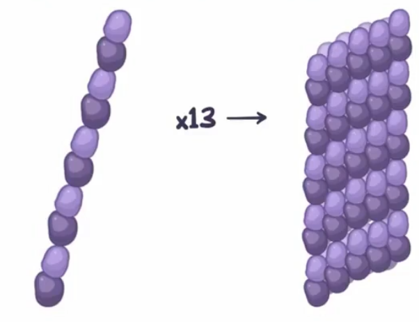 <ul><li><p>two α and β tubulin line up to form a protofilament</p></li><li><p>13 protofilaments come together to form a microtubule</p></li></ul><p></p>