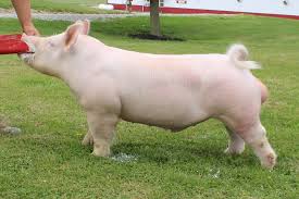 <p>Has erect ears, known as the “mother breed”.</p>