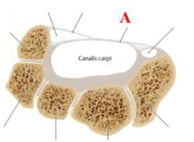 <p>ligament</p>
