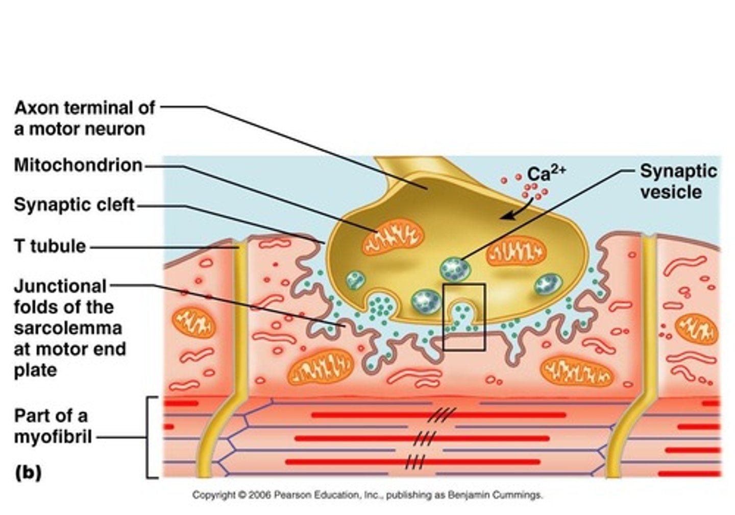 <p>The site where a motor neuron meets the muscle fiber, separated by a gap called the neuromuscular cleft.</p>