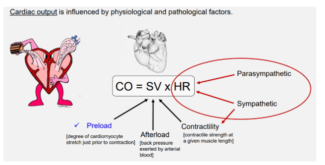 <p>CO = SV x HR</p><p>MAP = CO X TPR (total peripheral resistance)</p><p></p><p>CO = vol of blood pumped out<strong> LV </strong>per unit time (proportional to body metabolism</p><p></p><p>Venous return - blood volume<strong> RV</strong> per unit tume</p><p></p><p>ejection fraction = SV/EDV</p>