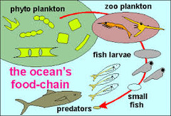 shows the transfer of energy along a feeding relationship from producers along the different trophic levels

producer --> primary consumer --> secondary consumer --> tertiary consumer

eg. grass --> cricket --> mouse --> snake