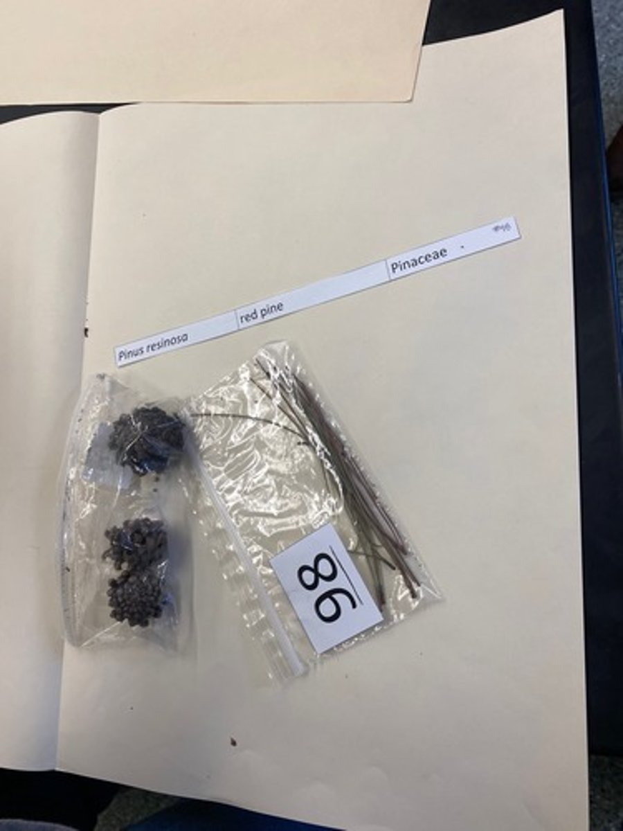 <p>Pinus resinosa (Pinaceae)</p>