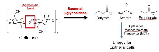 <p>dietary fiber cannot be metabolized by digestive enzymes</p><p>fiber can be fermented by gut bacteria to short chain fatty acids (SCFAs) e.g. acetate, propionate, butyrate</p><p>SCFAs are not found at high concentrations in the caecum (70-140mM)  and decrease along the colon - are primary determinants of pH along the colon</p><p>Enter epithelial cells by active and passive transport and are used as the primary source of fuel for epithelial cells (60-70%)</p>