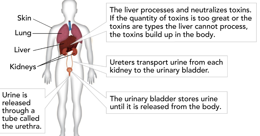 tube that carries urine from the bladder to outside of the body. 