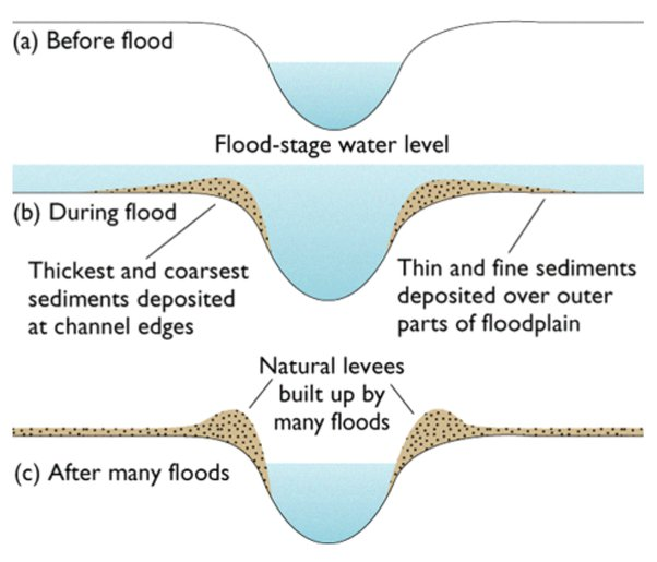 <p>- during a flood, the river loses energy which causes the transported material to be deposited</p><p>- the larger sediment is deposited first at the channel edges &amp; the finer sediment is deposited last at the outer parts of the floodplain</p><p>- after many floods, this builds up a raised ridge on the river bank - this is a levee</p>