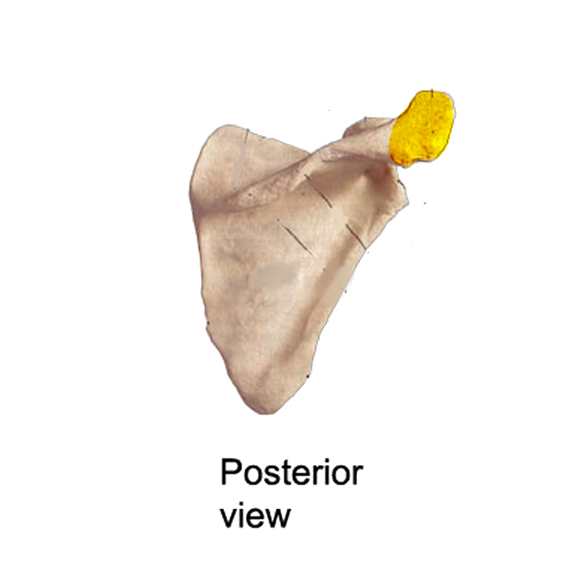 <p>Name the highlighted portion of the scapula</p>