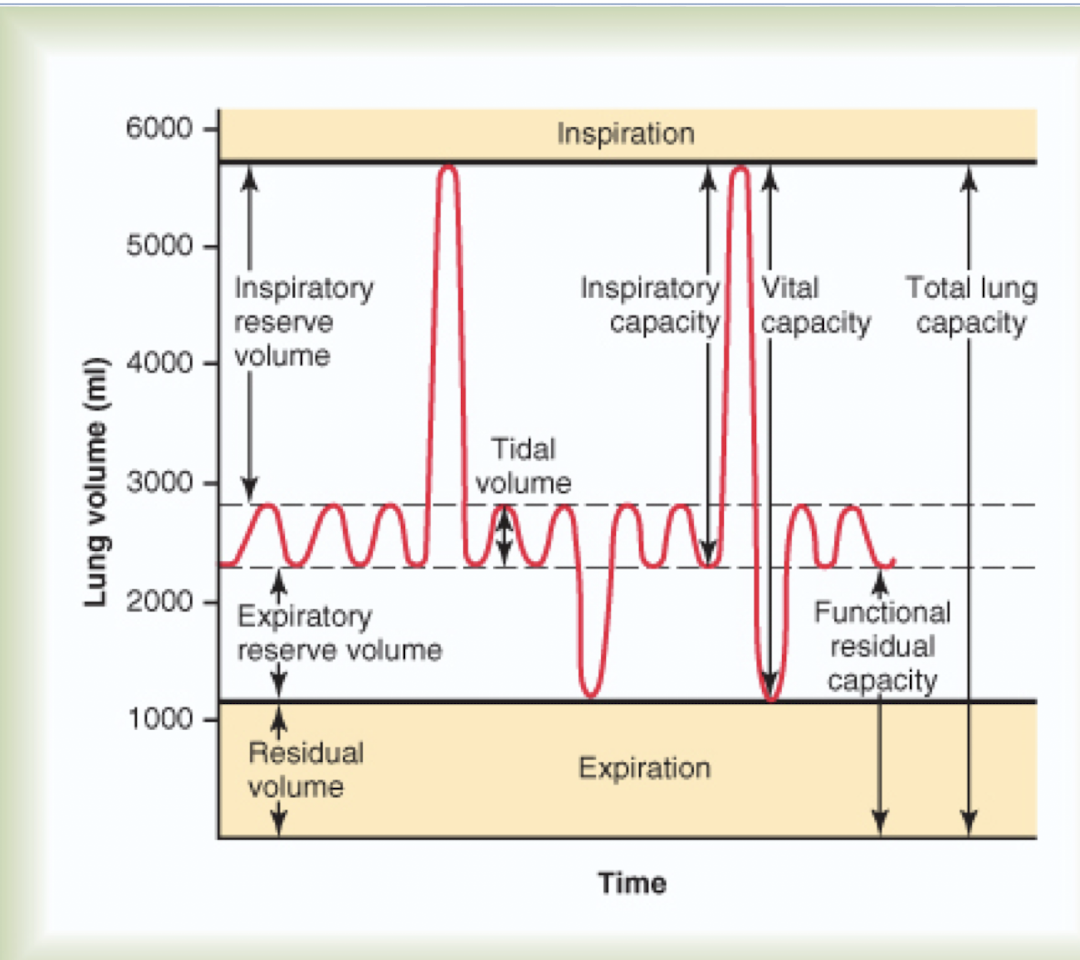 <ul><li><p>Tidal volume (TV) - amount of air normally inspired or expired (happens constantly)</p></li><li><p>inspiratory reserve volume (IRV) - maximal volume inspired AFTER normal inspiration </p></li><li><p>expiratory reserve volume (ERV) - volume expired AFTER normal expiration </p></li><li><p>residual volume (RV) - volume remaining in the lungs after MAXIMAL EXPIRATION</p></li></ul><p></p>