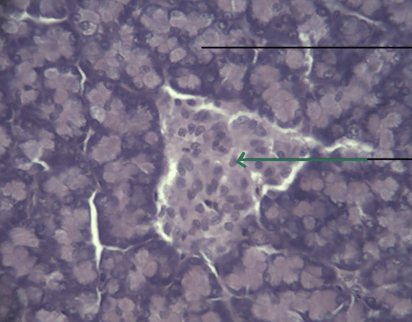 <p>gland and structure</p>