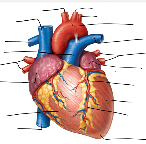 <p>Label: -Apex -Right ventricle -Left coronary artery -Left common carotid artery -Superior vena cava -inferior vena cava -Brachiocephalic artery -right pulmonary artery -left subclavian artery -left ventricle -right atrium -left atrium -right pulmonary veins -ascending aorta -pulmonary trunk -aortic arch -left pulmonary artery -left pulmonary veins -great cardiac vein</p>