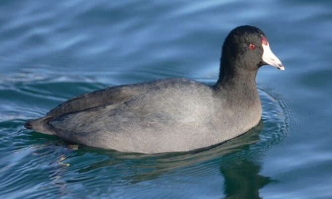 American Coot