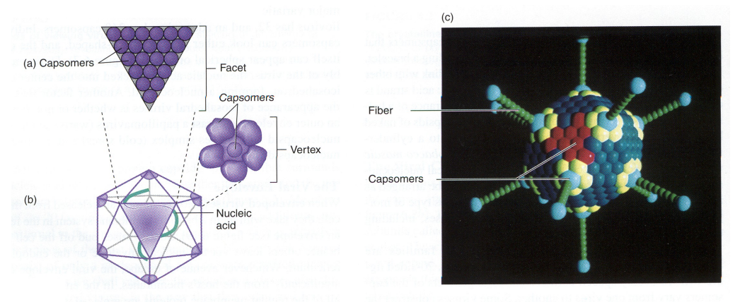 <p>viral symmetry</p><p>3D, 20 sided object, 12 evenly spaced corners</p><p>constructed form single/multiple types of capsomers</p><p>variations in the # of capsomers in each virus (polio 32, adenovirus 240)</p><p>with or wo envelope</p>