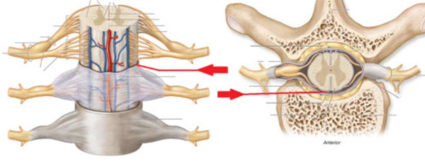 <p>Fluid, produced by ventricles, found within Spinal Cord and in covering surrounding CNS</p>
