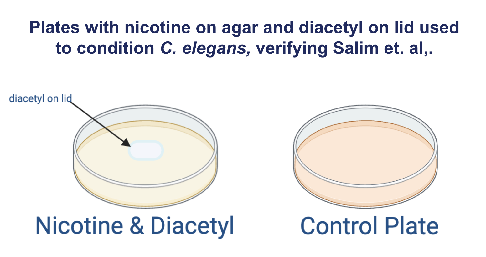 <p><span><strong>Plates with nicotine on agar and diacetyl on lid used to condition <em>C. elegans,</em> verifying Salim et. al,.</strong></span></p>
