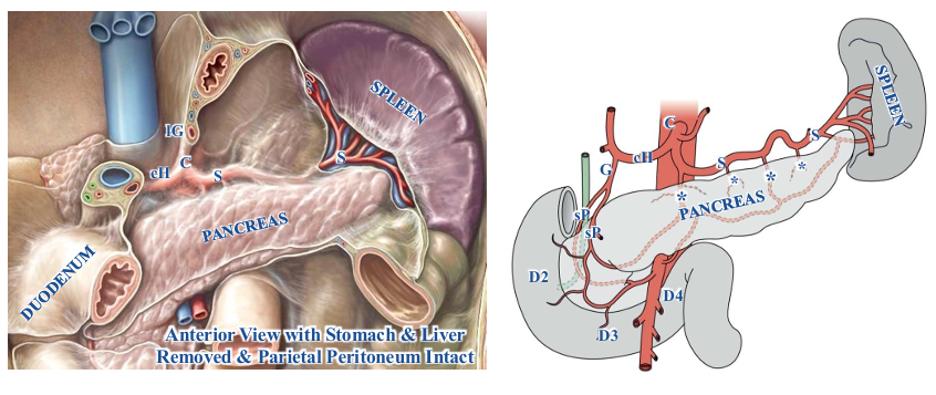 <p>-secondarily retroperitoneal organs are supplied by arteries that stay retroperitoneal</p><p>-duodenum (2nd, 3rd, and 4th parts) and pancreas (head and neck): supplied by superior pancreaticduodenal arteries (branches of gastroduodenal artery)</p><p>-pancreas (body): supplied by branches of splenic artery (asterisks)</p>