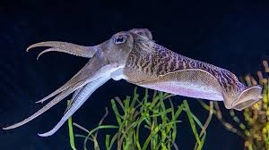 <p>Phylum +Class?</p>