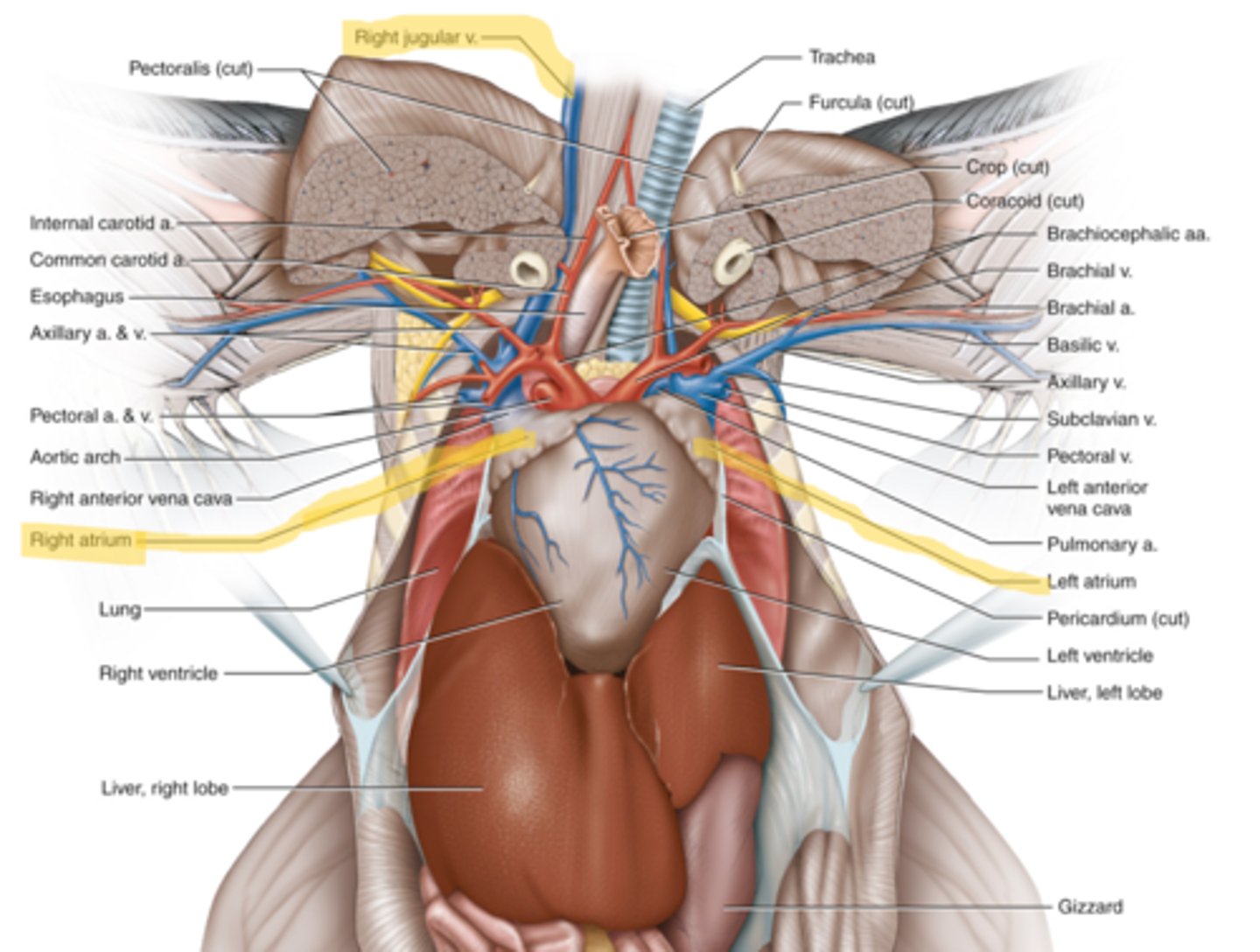 knowt flashcard image