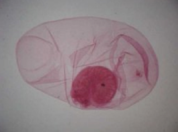 <p>what specie, taxonomic classification</p>