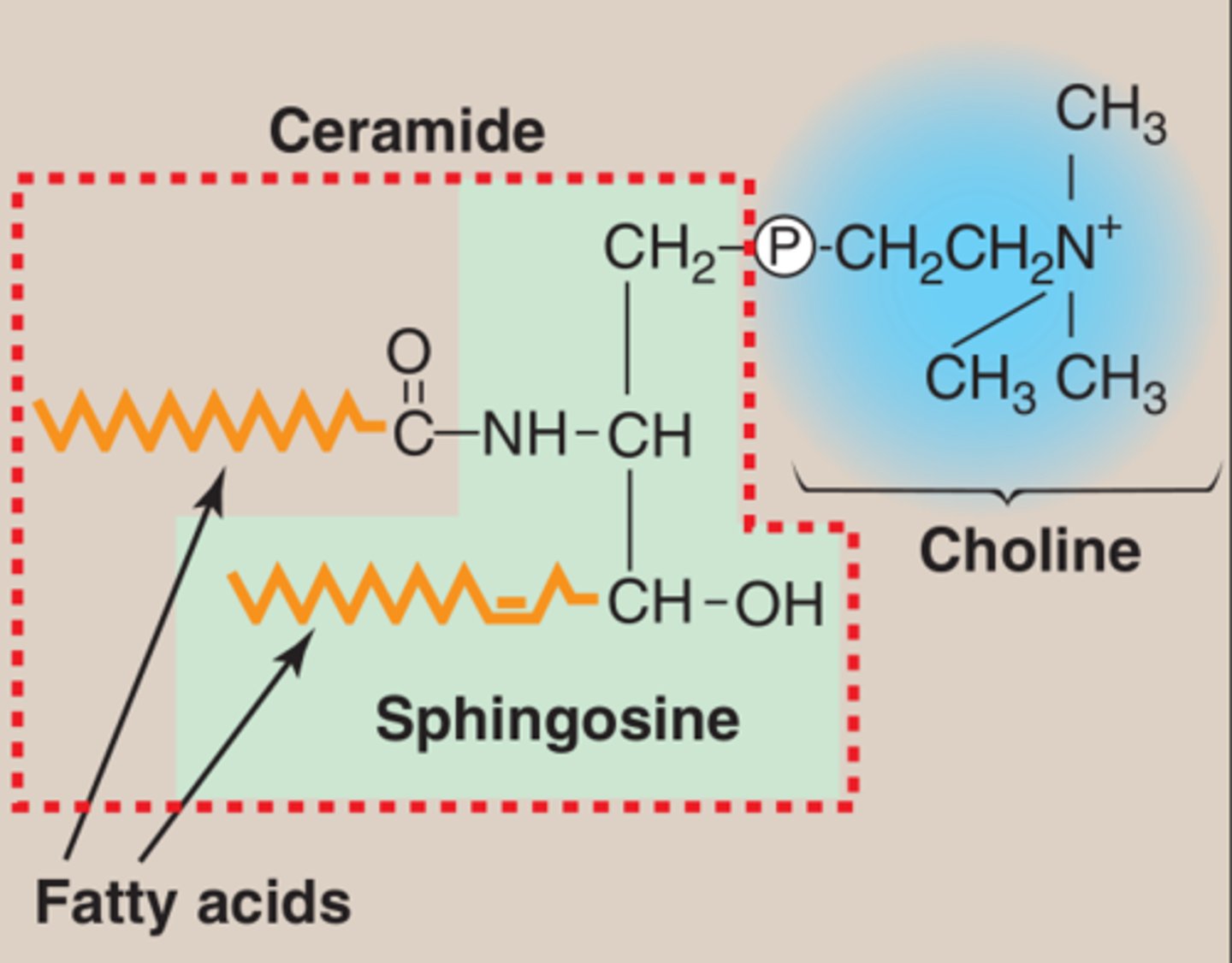 <p>+Phosphoethanolamine group</p>