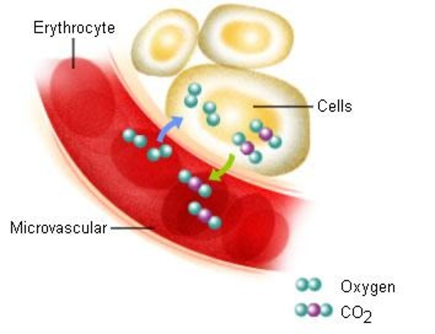 <p>The exchange of O2 and CO2 between the systemic capillaries and body tissue.</p>