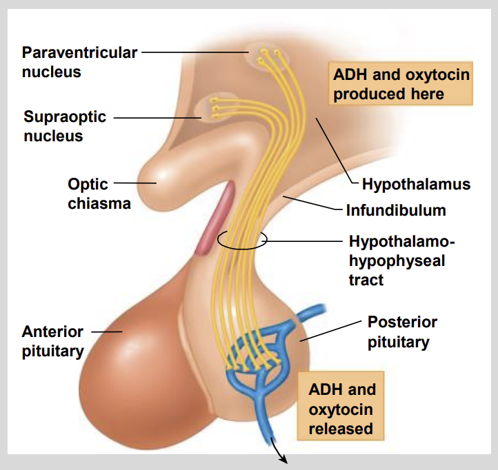 <ul><li><p>Paraventricular Nucleus of the Hypothalamus.</p></li></ul><p></p>