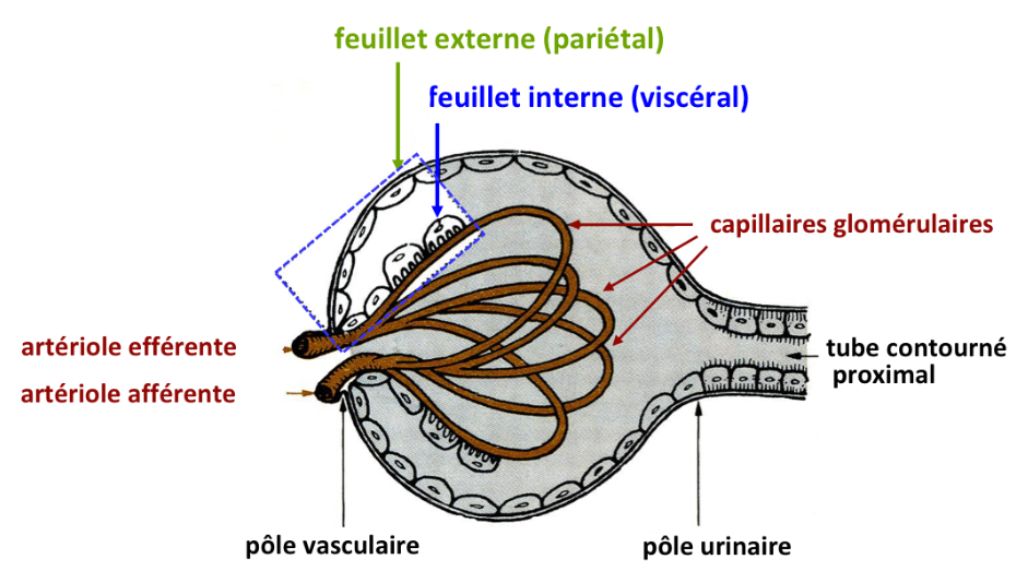<ul><li><p>Feuillet externe = feuillet pariétal —&gt; forme et volume de la capsule, n’intervient pas dans la filtration</p></li><li><p>Feuillet interne = feuillet viscéral —&gt; accolé aux capillaires glomérulaires (tous les capillaires sont entourés des cellules qui forment le feuillet interne)</p></li></ul><p></p>