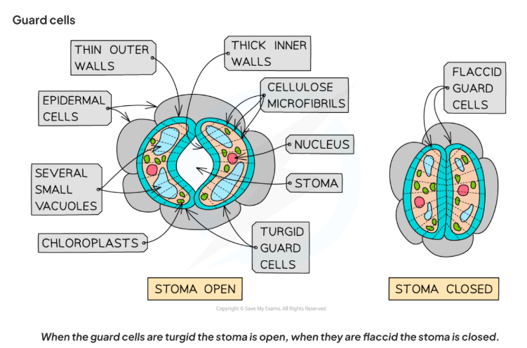 <p>- Found in pairs around stomata.</p><p>- <strong>Function</strong>: Regulate gas exchange &amp; water loss through opening of stomata.</p><p>- <strong>Adaptations</strong>:</p><p>- Uneven cell wall thickness → open/close pore- inner walls are thicker= bend when turgid</p><p>-high density of chloroplasts &amp; mitochondria in cytoplasm</p><p>- Control CO₂ entry for photosynthesis.</p><p>- Close in dry conditions to prevent water loss.</p><p>- Turgid → open stomata; flaccid → close stomata.</p><p>- <strong>Size</strong>: 15–20 μm</p>