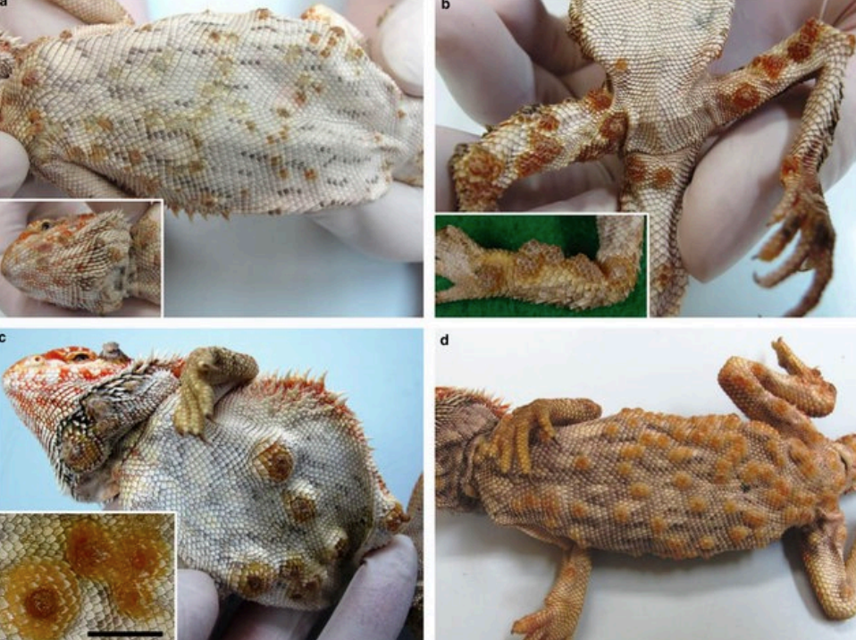 What is the name of this disease?