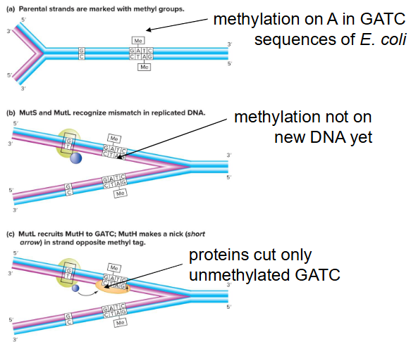 <p>Methyl-directed mismatch repair<br>- Bacterial recognition and repair system mutations after DNA replication. Relies on tagging parental groups with methyl groups.<br>- Eukaryotic cells also have mismatch repair system, but tag not yet known.</p>