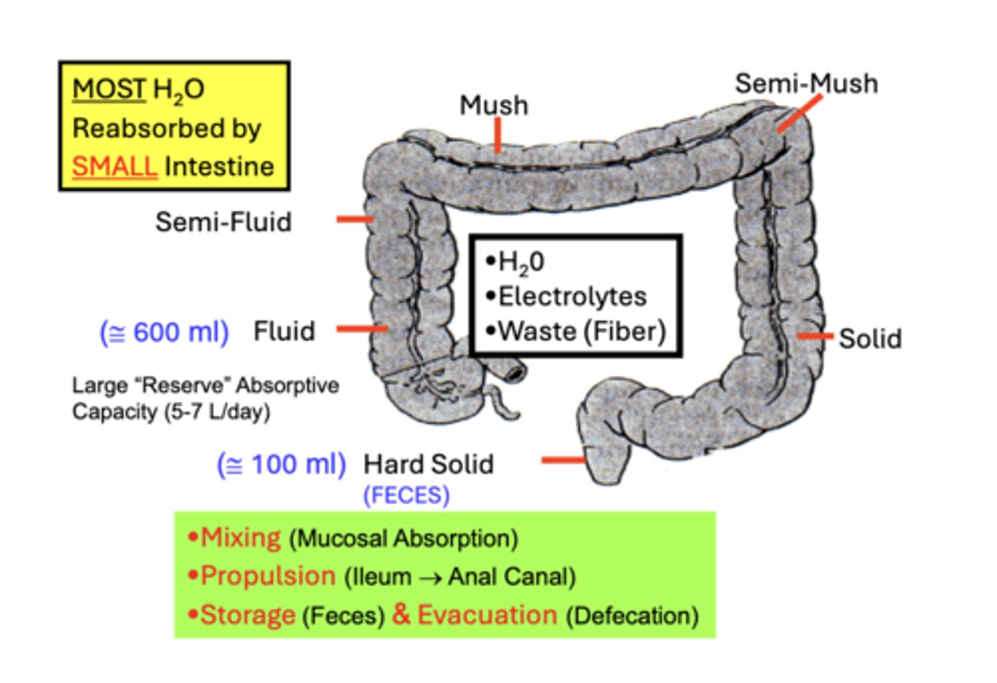 <p>Colonic motility actions function in the:</p><p>• Mixing of material for Mucosal Absorption (H2O &amp; electrolytes)</p><p>• Propulsion of contents from the Ileum → Rectum → Anal Canal</p><p>• Storage (Feces)</p><p>• Evacuation (Defecation) of waste material</p>