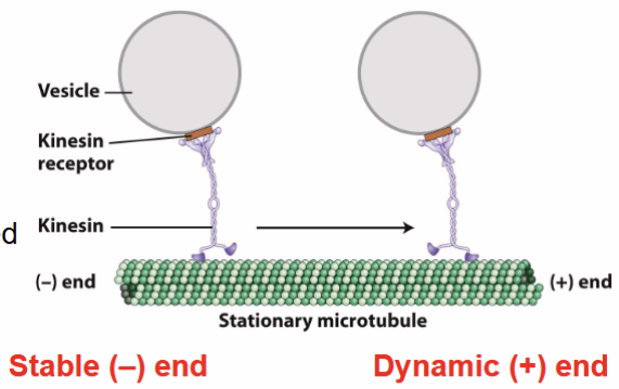 <p>uses ATP to <strong>generate forc</strong>e, can move material along MT track, can generate sliding force between MTs, two types:</p><ul><li><p><strong>Kinesin</strong>: plus end-directed</p></li><li><p><strong>Dynein:</strong> minus end-directed</p></li></ul><p></p>