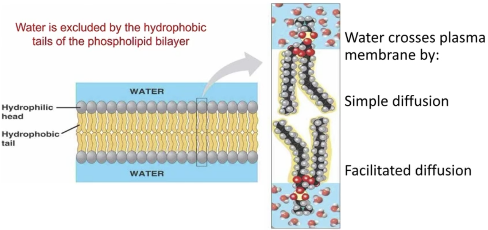 <ul><li><p>Water is excluded by the hydrophobic tails of the phospholipid bilayer</p></li><li><p>Can diffuse, but not via simple → FACILITATED</p><ul><li><p>Majority of water diffusion is via aquaporins (facilitated), only a bit through PM (Simple)</p></li></ul></li></ul><p></p>